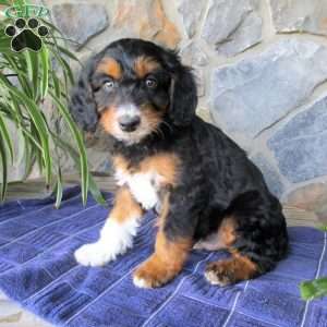 Ashe, Mini Aussiedoodle Puppy